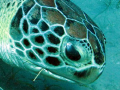   Plenty very peaceful green turtles  